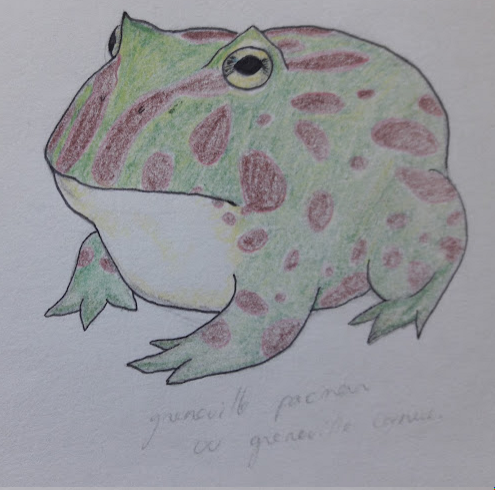 Les Dessins Naturalistes du Mois